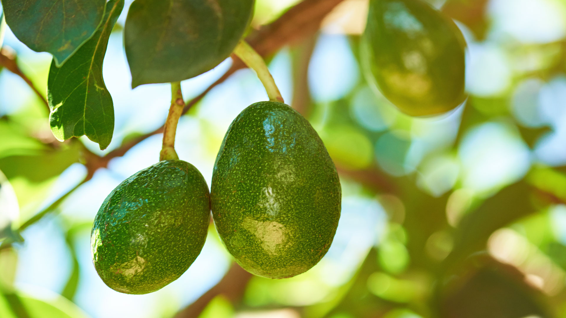 Event Recap: New Agriculture in North County